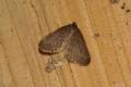 Moths: Winter Moth (Operophtera brumata)
